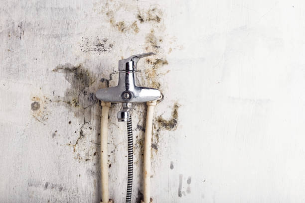 Best Localized Mold Remediation (e.g., coastal areas, humid climates) in Archbold, OH