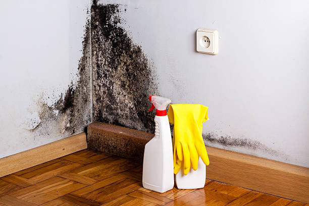 Best Crawl Space Mold Remediation in Archbold, OH