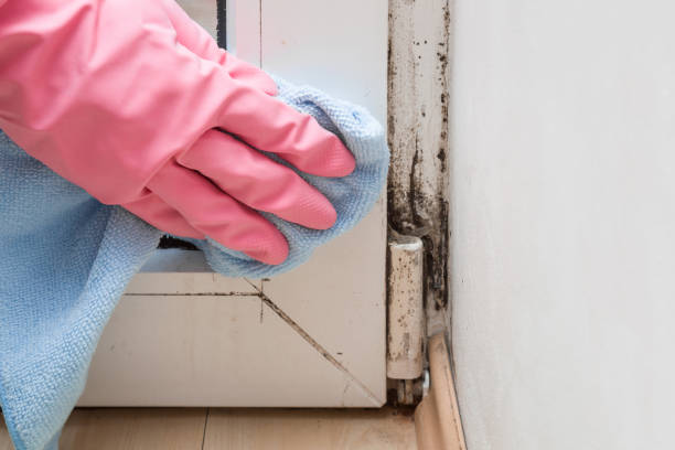Best Commercial Mold Remediation in Archbold, OH